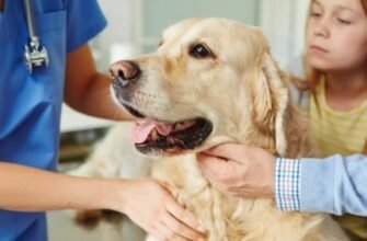 Блювота у собаки