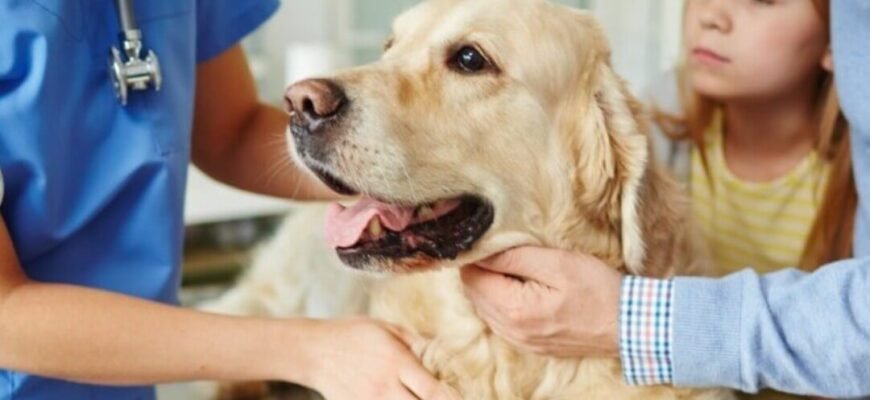 Блювота у собаки