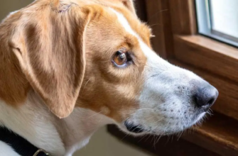 Абсцес у собаки