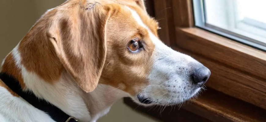 Абсцес у собаки