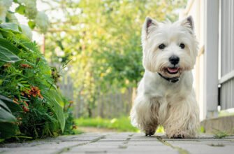 Хвороби вух у собак: отит, травми та лікування