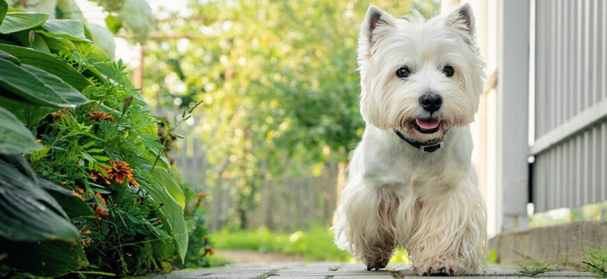 Хвороби вух у собак: отит, травми та лікування