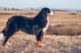 Цукровий діабет у собак: причини та симптоми