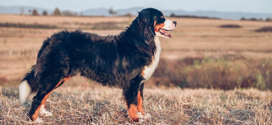 Цукровий діабет у собак: причини та симптоми