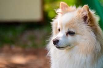 Ниркова недостатність у собак