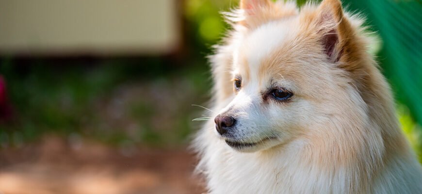 Ниркова недостатність у собак