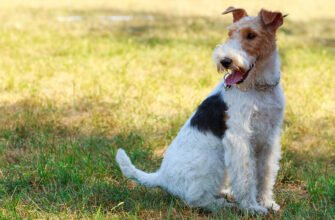 Вік собаки до віку людини: розвінчуємо міфи та вчимося рахувати правильно