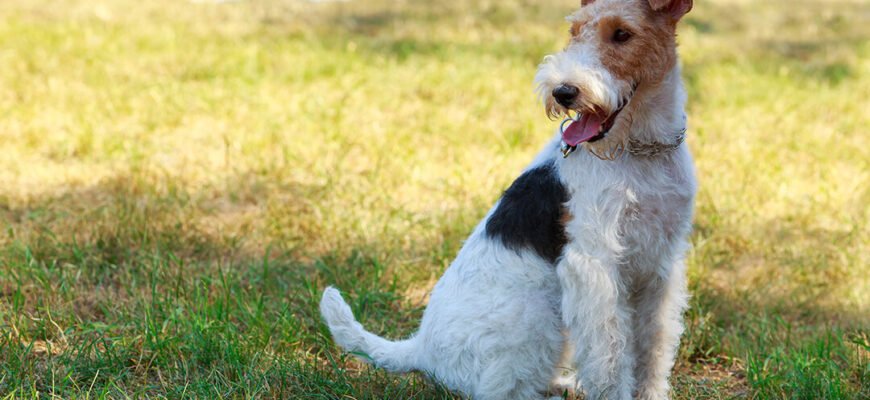 Вік собаки до віку людини: розвінчуємо міфи та вчимося рахувати правильно