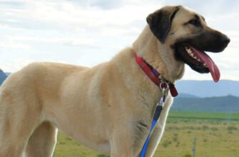 Здорова вага та стан тіла собаки