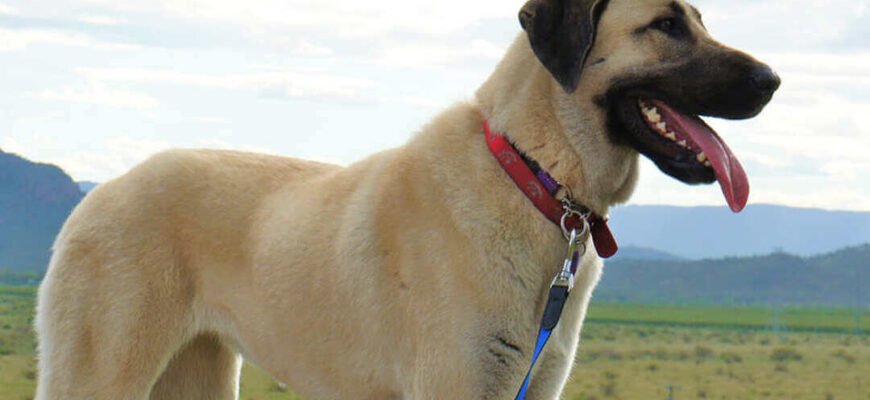 Здорова вага та стан тіла собаки