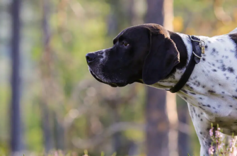 Ентерит у собак