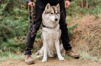 Вибір собаки, що ідеально підходить саме вам