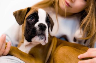 Інтелектуальні ігри для собак