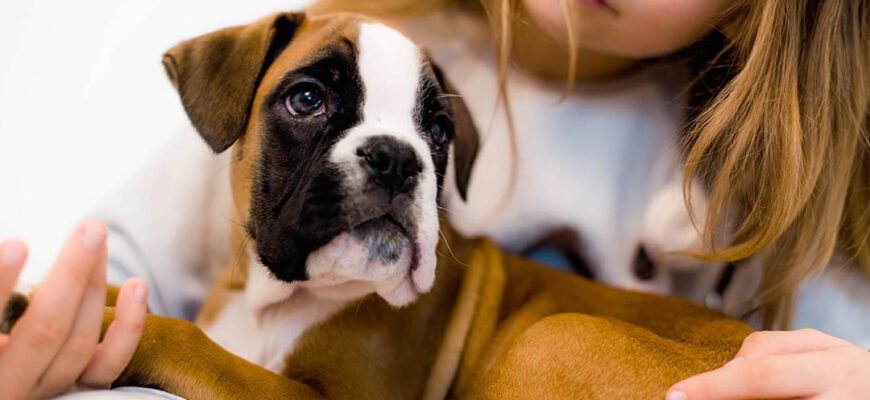 Інтелектуальні ігри для собак