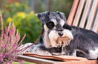 Грижа у собак: чому випирає пупок та коли потрібна операція