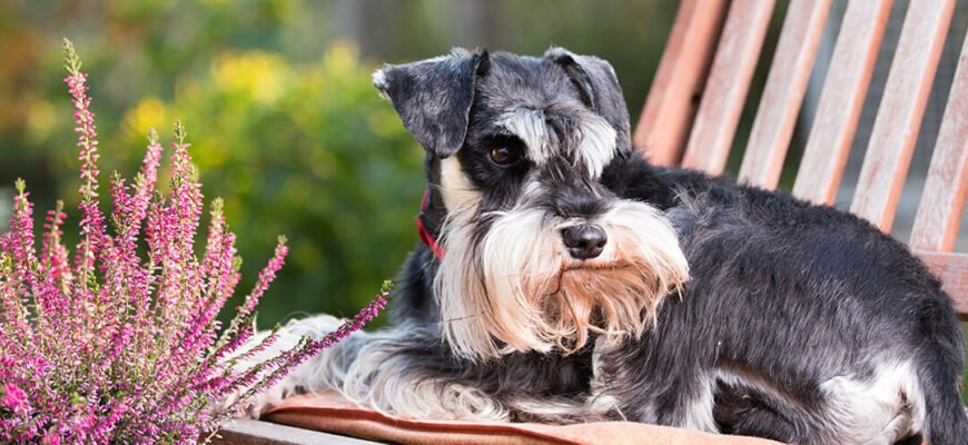 Грижа у собак: чому випирає пупок та коли потрібна операція