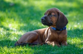 Глисти у собак: приховані вороги, їхні симптоми та правила дегельмінтизації