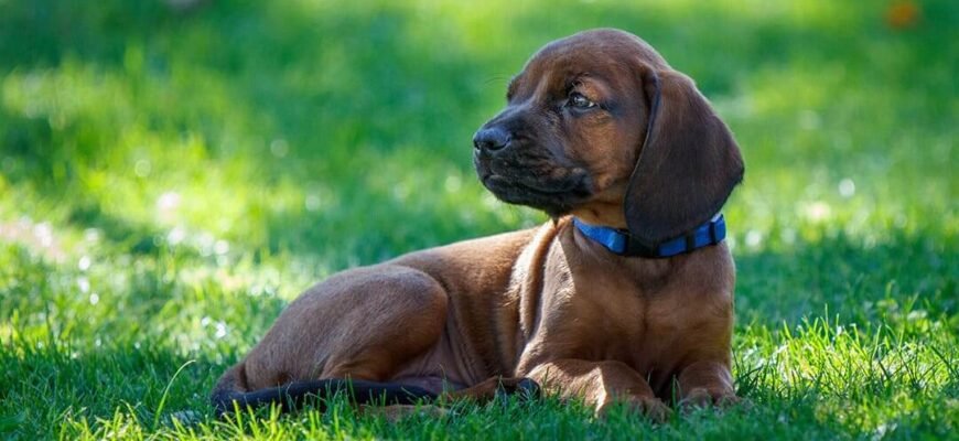 Глисти у собак: приховані вороги, їхні симптоми та правила дегельмінтизації