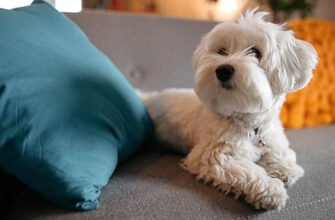 Прищ у собаки: звідки береться акне та як лікувати гнійні висипання