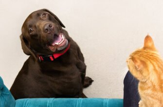 Ознаки вагітності собаки