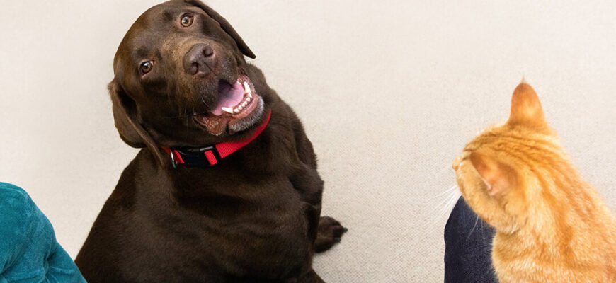 Ознаки вагітності собаки