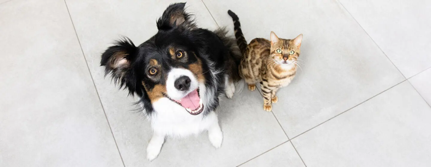 Чи можуть коти і собаки дружити? Чи можуть коти і собаки дружити?
