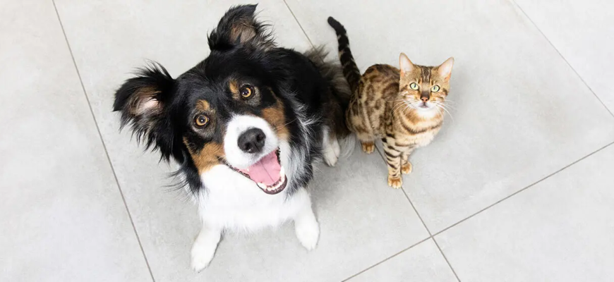 Чи можуть коти і собаки дружити?