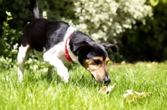 Все про фекалії собак: гід по здоров'ю травної системи