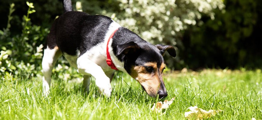 Все про фекалії собак: гід по здоров'ю травної системи
