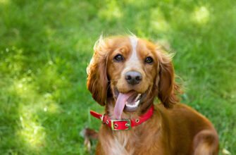 Цікаві факти про цуценят