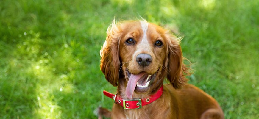 Цікаві факти про цуценят