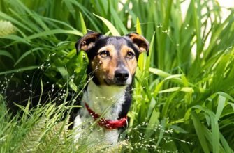 Пропав собака: як знайти зниклого собаку