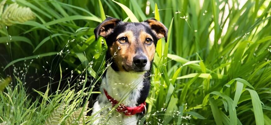 Пропав собака: як знайти зниклого собаку