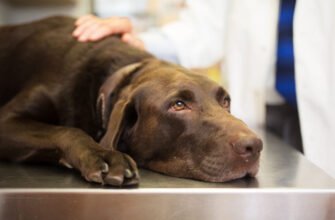 Метронідазол для собак