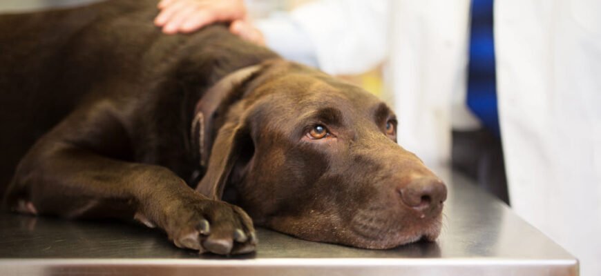 Метронідазол для собак