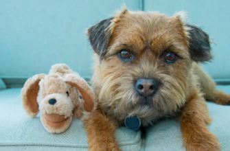 Депресія у собаки: ознаки, причини та як допомогти