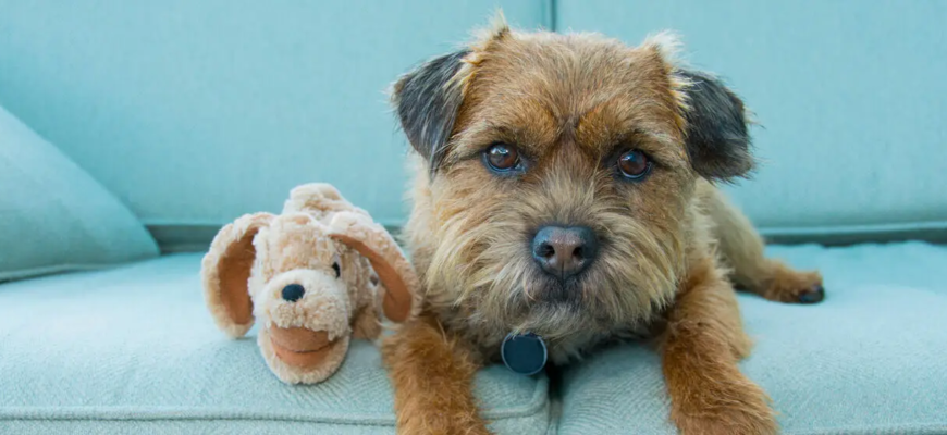 Депресія у собаки: ознаки, причини та як допомогти