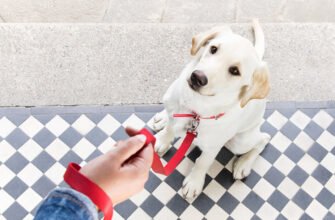 Як дресирувати собаку: кращі поради для тренування цуценяти