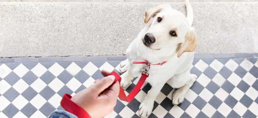 Як дресирувати собаку: кращі поради для тренування цуценяти