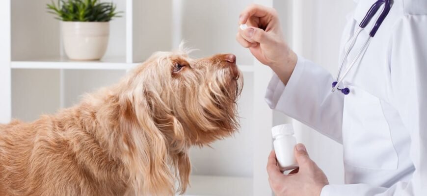 Чи безпечні антибіотики для собак?