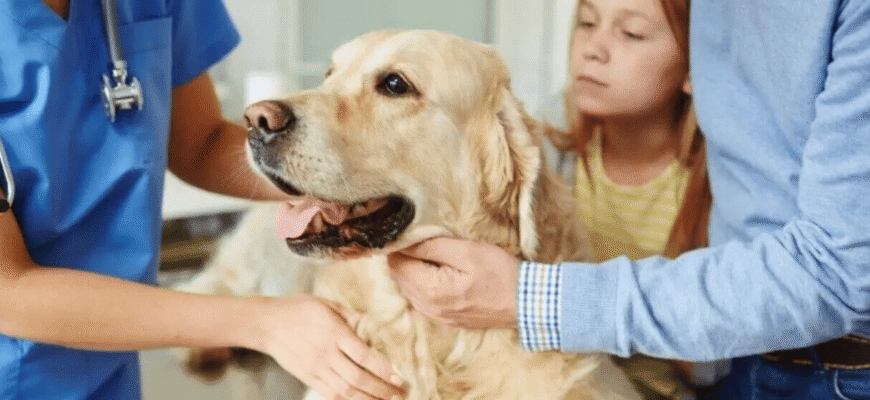 Лептоспіроз у собак