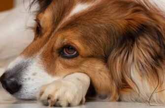 Чому у собаки червоні очі