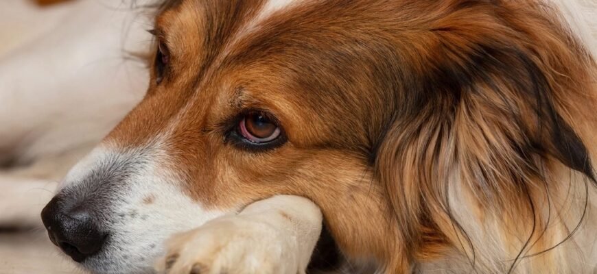 Чому у собаки червоні очі