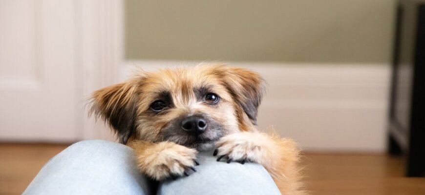 Як впоратися з тривогою у собак: поради та рішення