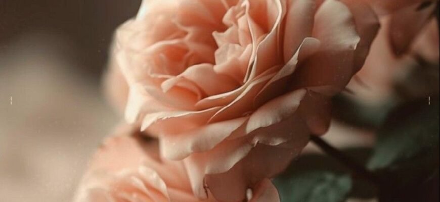 Дорога моя чарівна бабуся вітаю тебе з днем народження