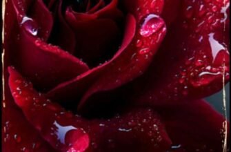 Дорога свекруха! Або краще сказати, дорога матусю! Вітаю Вас з днем народження