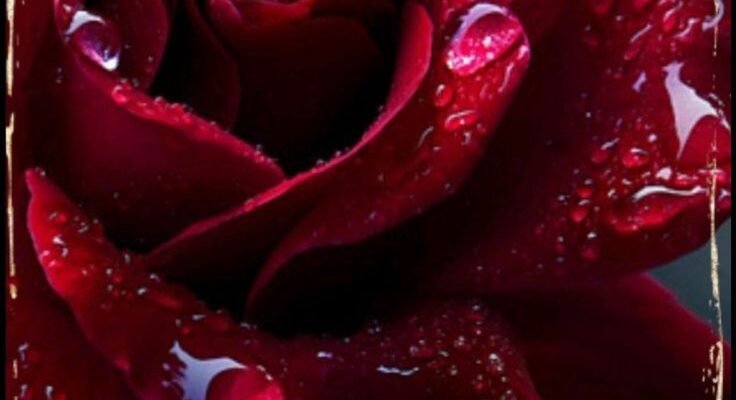 Дорога свекруха! Або краще сказати, дорога матусю! Вітаю Вас з днем народження