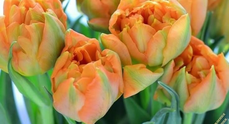 Дорогі наші діти Сьогодні, найчудовіший день не тільки вашого