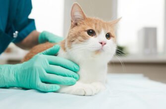 Абсцес у кота