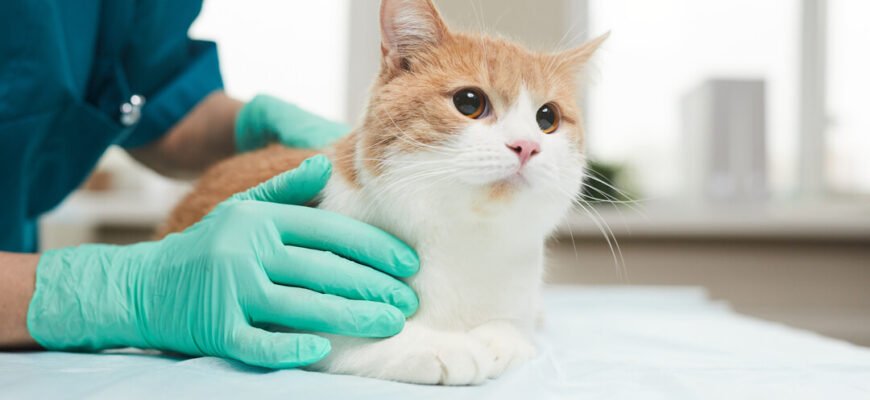 Абсцес у кота